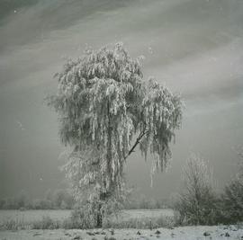 Drzewo zimą