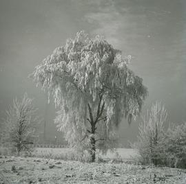 Zimowy pejzaż z drzewem