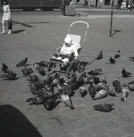 Dziecko w wózku na wrocławskim rynku