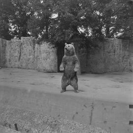 niedźwiedź we wrocławskim ZOO