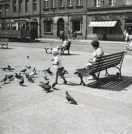 Dziecko karmiące gołębie na Placu Solnym