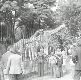 Wrocławski ogród zoologiczny - wybieg z żyrafami