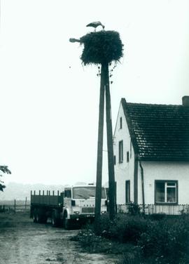 Gniazdo bocianie w Marcinkowicach