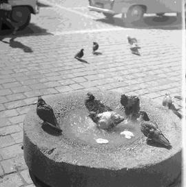 Gołębie na ulicy