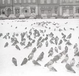 Gołębie na Placu Solnym