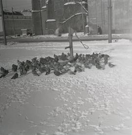 Gołębie przy studni z pompą na pl. Dominikańskim we Wrocławiu zimową porą
