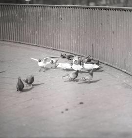 Ptaki na chodniku