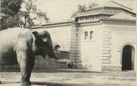 Słoń we wrocławskim ZOO