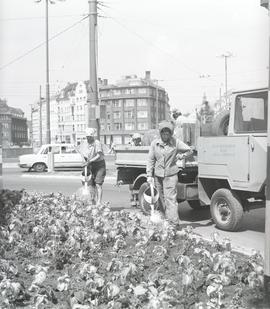 Pracownice Miejskiego Przedsiębiorstwa Zieleni we Wrocławiu podlewają rośliny na pl. Dominikańskim