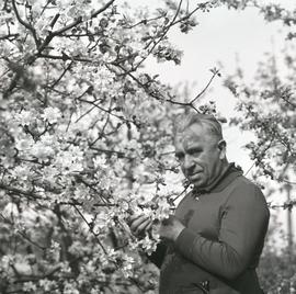 Mężczyzna przy kwitnącym drzewie owocowym