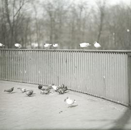 Ptaki na jednym z wrocławskich mostów