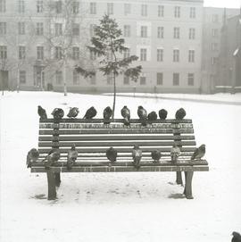 Gołębie na ławce zimową porą