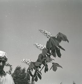 Kwitnący kasztan