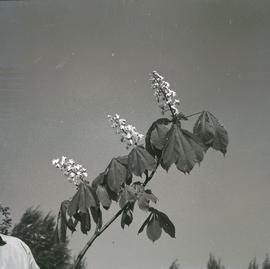 Kwiaty kasztanów