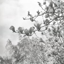 Kwitnąca magnolia