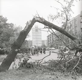 Złamane drzewo na ul. Dworcowej we Wrocławiu - widok na trzonolinowiec
